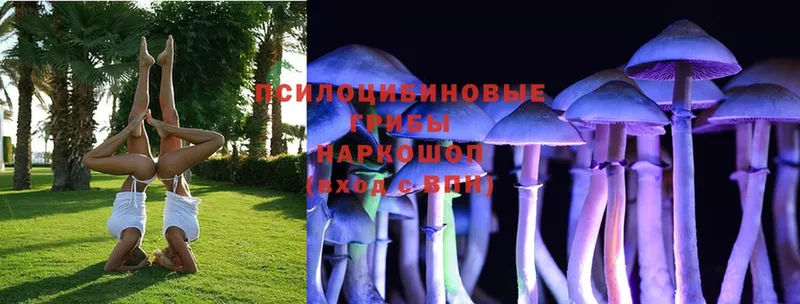 кракен ССЫЛКА  Котлас  Галлюциногенные грибы Psilocybe 